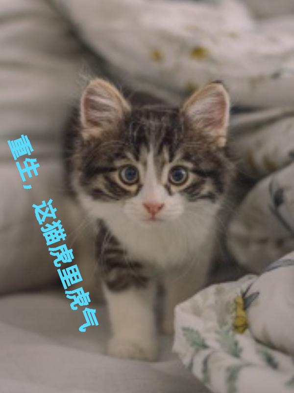 重生这猫虎里虎气尿床了